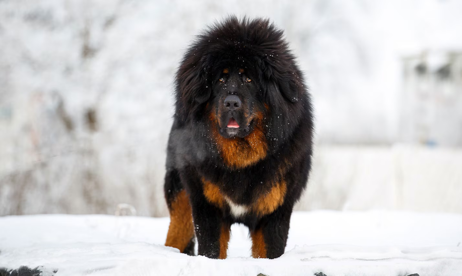 Tibetan Mastiff - Dog Breeds That Start With C