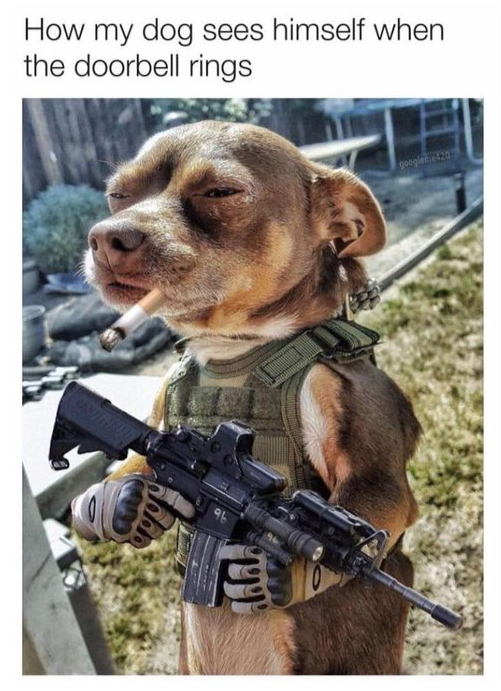 Watchman Chihuahua