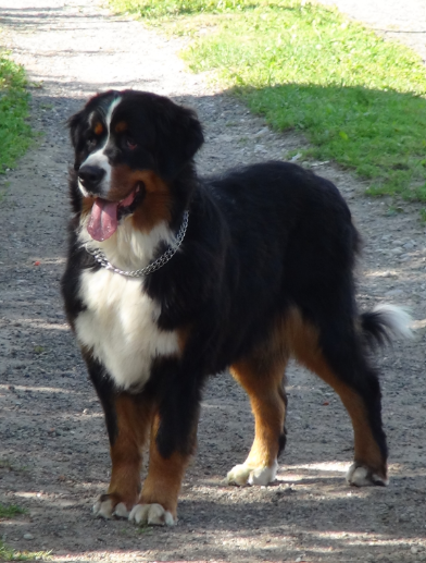 Bernese Mountain Dog