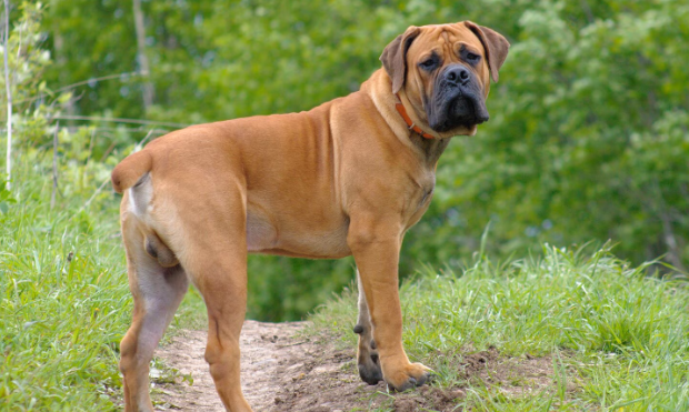 Boerboel