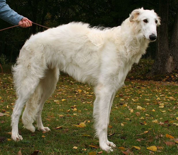 Borzoi