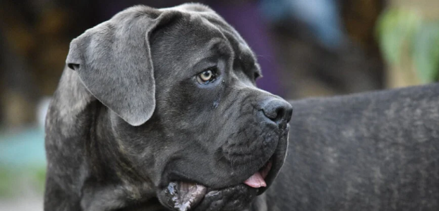 Cane Corso