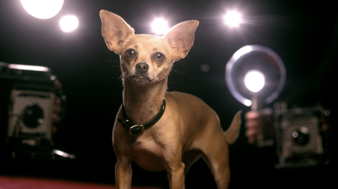 Commercial Success Of The Taco Bell Chihuahua