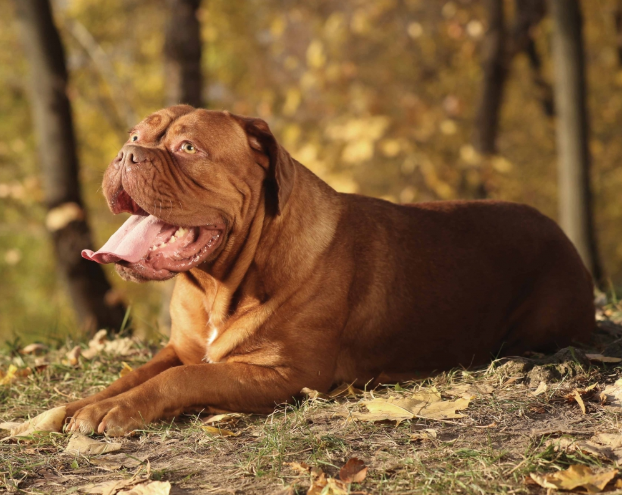 Dogue de Bordeaux 1