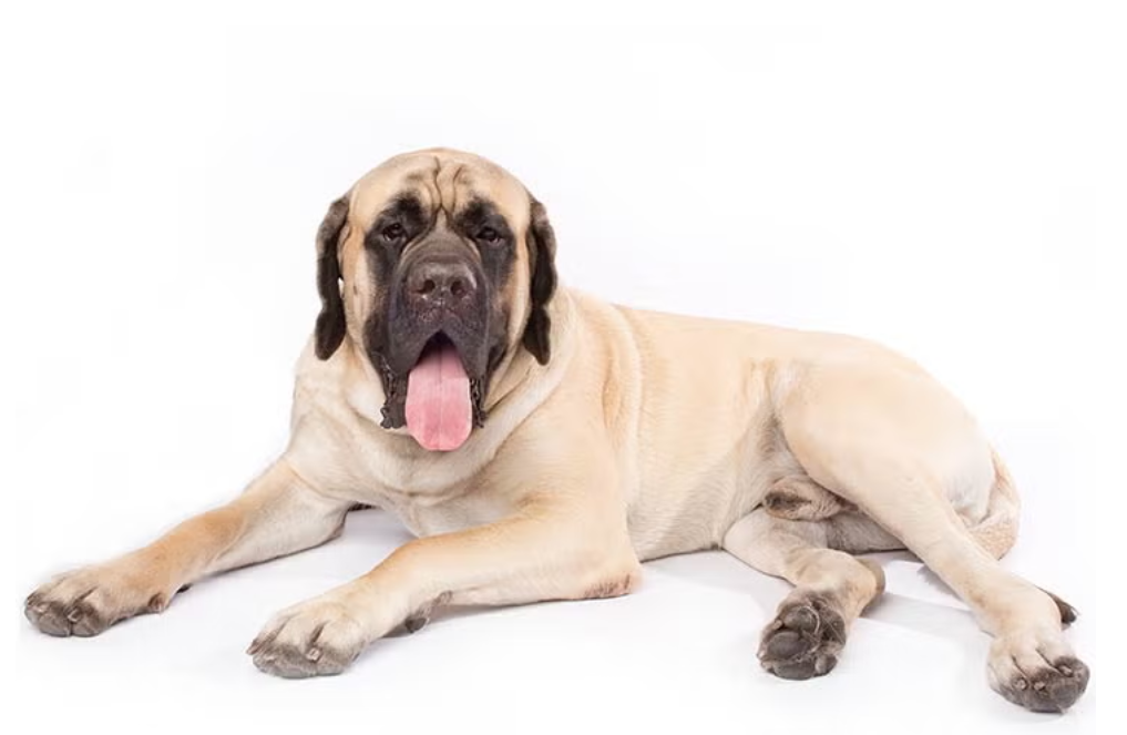 English Mastiff 