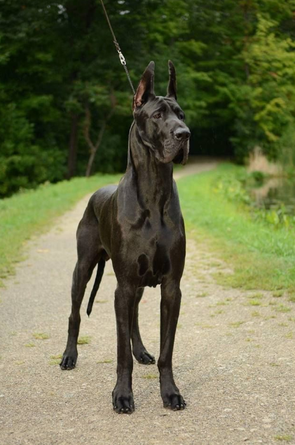 Great Dane