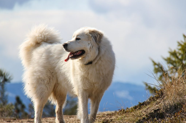 Great Pyrenees