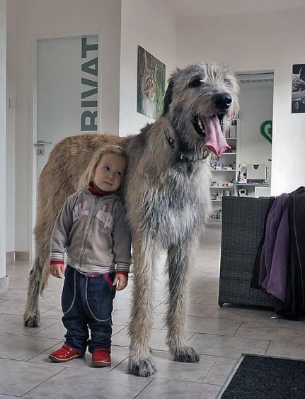 Irish Wolfhound