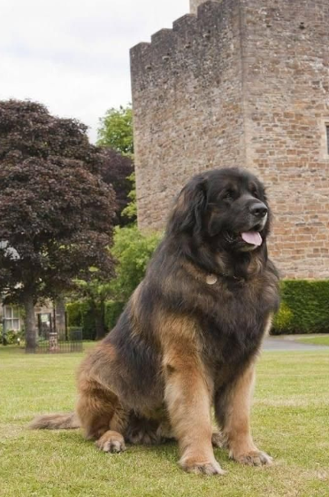 Leonberger