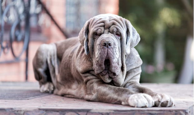 Neapolitan Mastiff