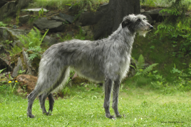 Scottish Deerhound