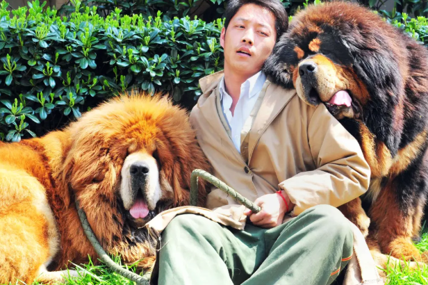 Tibetan Mastiff