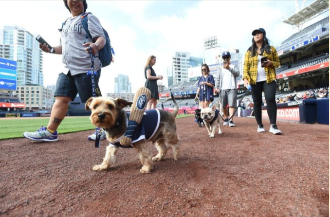 Tips For Taking Your Dog In Sports Stadium